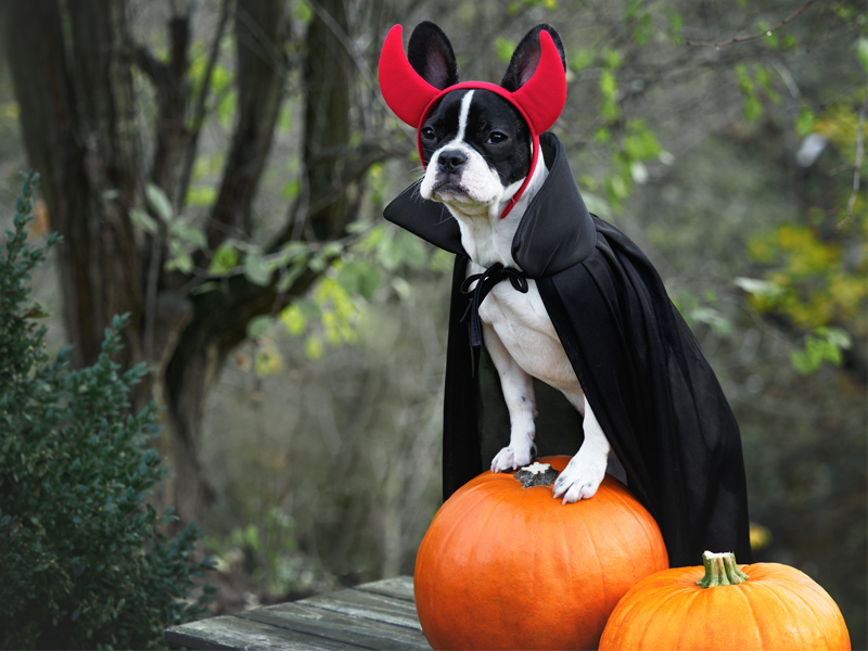 ハロウィン仮装犬